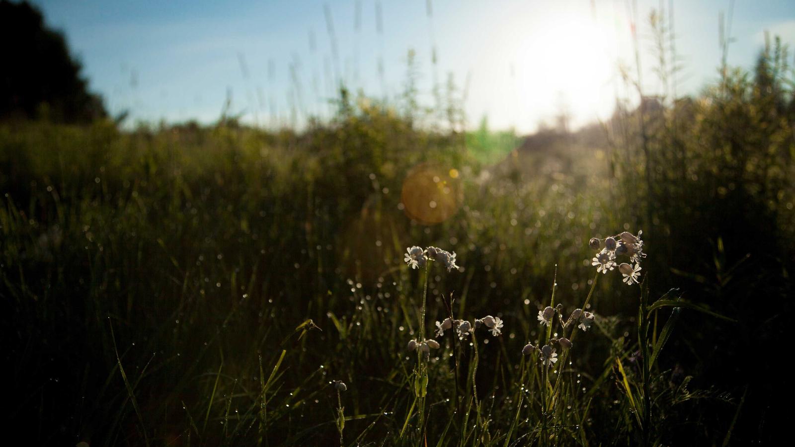 Grid Reliability During Peak Demand: Practical Weekly Brief